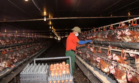 Hà Tĩnh: Thu tiền tỷ từ chăn nuôi gà đẻ trứng khép kín quy mô lớn