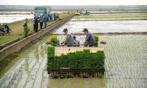 Quảng Trị: Sản xuất lúa hữu cơ sử dụng máy cấy mạ khay