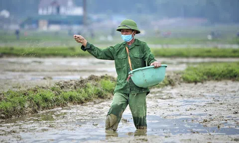 Nông dân Hà Tĩnh tăng tốc sản xuất lúa vụ Xuân