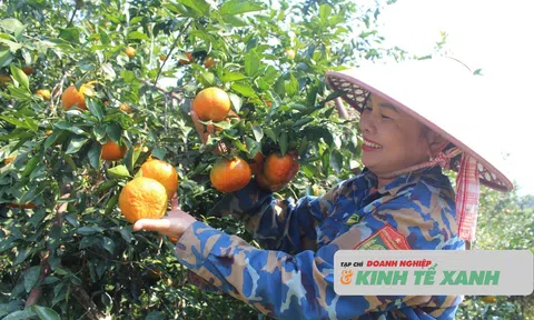 Người trồng cam bù Hà Tĩnh phấn khởi chuẩn bị cho thị trường tết