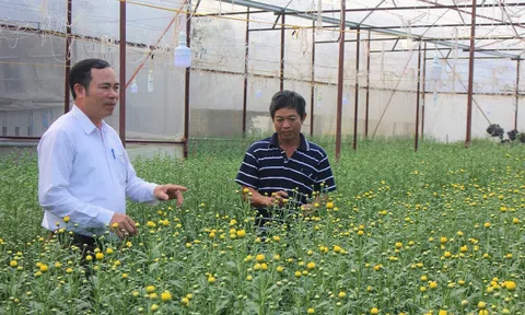 Làng hoa Xuân Sơn vượt khó đón vụ hoa Tết