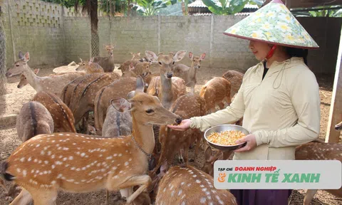 Hà Tĩnh: Phát triển chăn nuôi hươu sao theo hướng bền vững