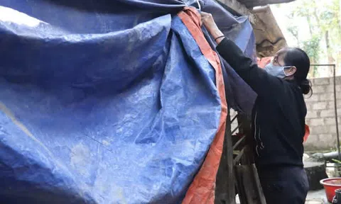 Hà Tĩnh: Nông dân chủ động phòng chống rét cho đàn vật nuôi