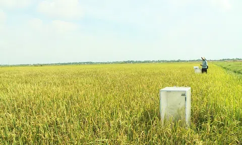 Hà Tĩnh:  Tăng diện tích lúa giảm phát thải nhà kính