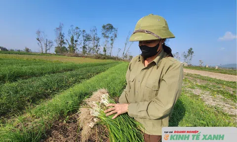 Hà Tĩnh: Nông dân phấn khởi khi hành tăm đầu mùa được giá