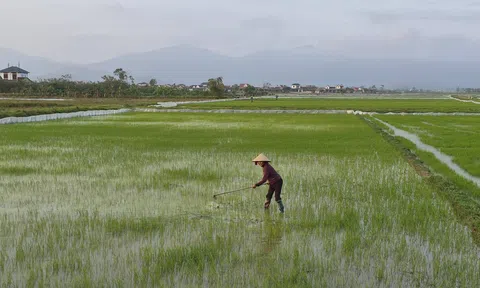 Nông dân Hà Tĩnh ra đồng chăm sóc, tỉa dặm lúa vụ xuân 2026