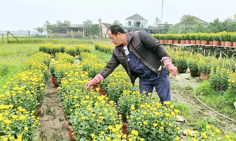 Biến đất hoang thành vườn hoa - Nông dân Hà Tĩnh có thêm nguồn thu