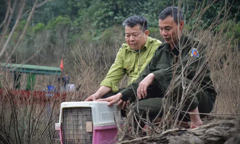 Tái thả nhiều động vật hoang dã về môi trường tự nhiên