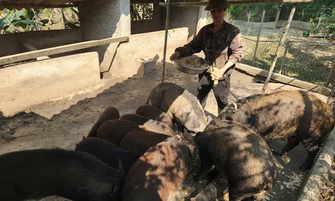 Hà Tĩnh: Lợn rừng "đắt khách" dịp Tết