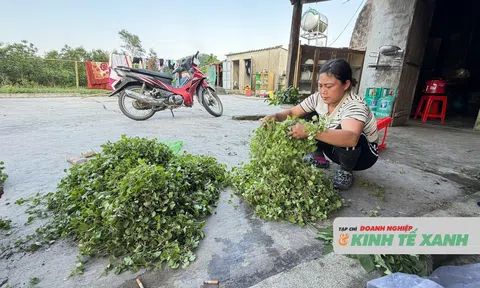 Vào rừng hái rau má về bán lại có thêm thu nhập