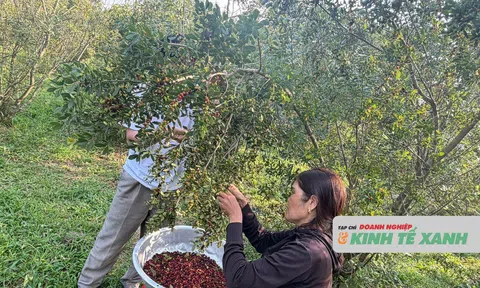 Đưa cây dâu rừng về nhà trồng cho đẹp, ai ngờ tạo ra thu nhập khủng