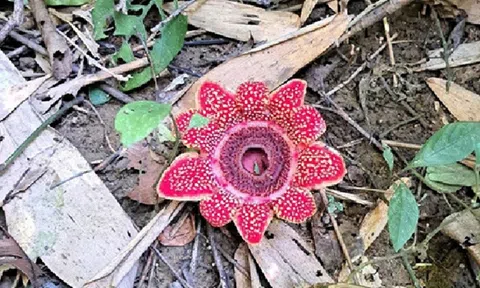 Ghi nhận bổ sung loài thực vật mới tại VQG Phong Nha - Kẻ Bàng