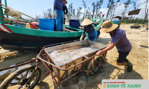 Ngư dân Hà Tĩnh vươn khơi đánh bắt sứa biển