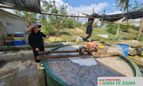 Sứa ép Mai Dung khẳng định chất lượng OCOP