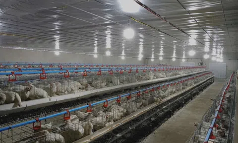 Triển vọng từ mô hình nuôi gà siêu trứng ở xã Mai Hoa