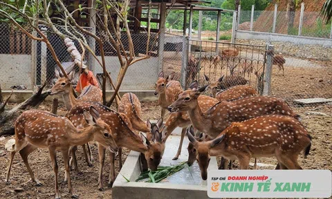 Nuôi hươu sao góp phần phát triển kinh tế ở xã Sơn Giang