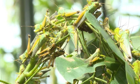 Quảng Trị: Tăng cường phòng, chống châu chấu tre phá hoại cây trồng trên địa bàn