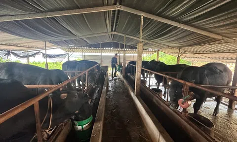 Quảng Trị: Phát triển nuôi bò thịt chất lượng cao