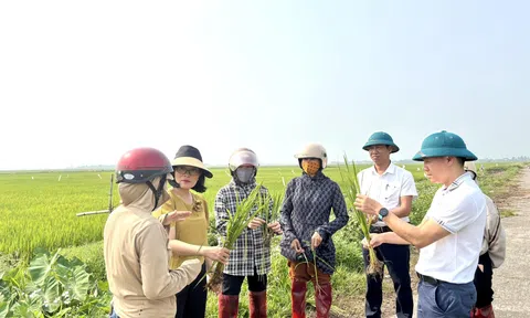 Hà Tĩnh: Tăng cường công tác chăm sóc, bảo vệ lúa Xuân