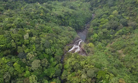 Quảng Trị: Phê duyệt hơn 91 nghìn ha rừng giao doanh nghiệp quản lý