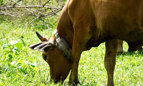 Quảng Trị: Nông dân nuôi bò bằng công nghệ số