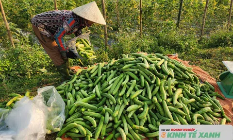 Triển vọng từ mô hình trồng dưa chuột liên kết tại xã biên giới Hương Xuân