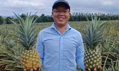 Hiệu quả kinh tế khi chuyển từ trồng keo tràm sang trồng dứa