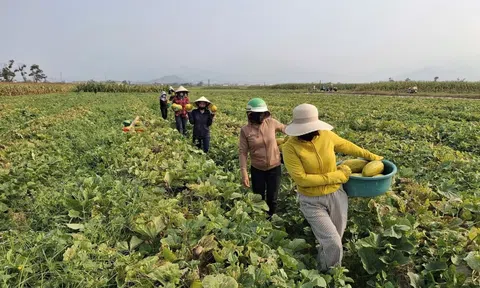 Hơn 50 chị em phụ nữ xã Cổ Đạm vào cuộc "giải" cứu 10 tấn dưa bở cho hội viên