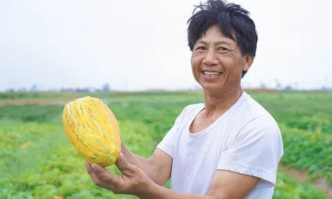 Người trồng dưa bở xã Cổ Đạm phấn khởi bước vào vụ thu hoạch