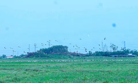 Hà Tĩnh: Xuất hiện đàn chim lạ tại xứ đồng phường Sông Trí