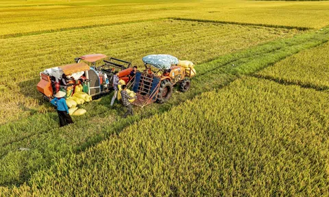 Vụ lúa Xuân được mùa, nông dân xã Đan Hải phấn khởi thu hoạch