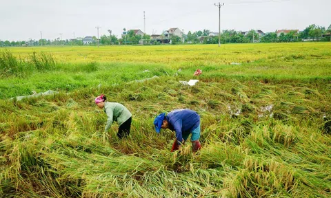 Hà Tĩnh: Khẩn trương triển khai các biện pháp khắc phục, giảm thiểu thiệt hại đối với diện tích lúa Xuân bị ngã đổ