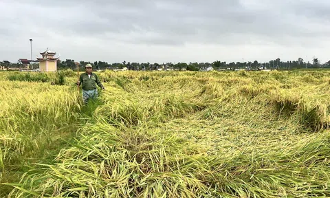 Hà Tĩnh: Nhiều diện tích lúa Xuân đang thời kỳ thu hoạch bị gãy đổ do mưa lớn
