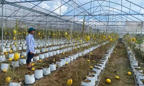 Hà Tĩnh: Phê duyệt hơn 671 tỷ đồng hỗ trợ khôi phục sản xuất sau thiên tai