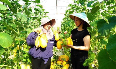 Trồng dưa lê Hàn Quốc, nông dân Tiên Điền thu về hàng trăm triệu