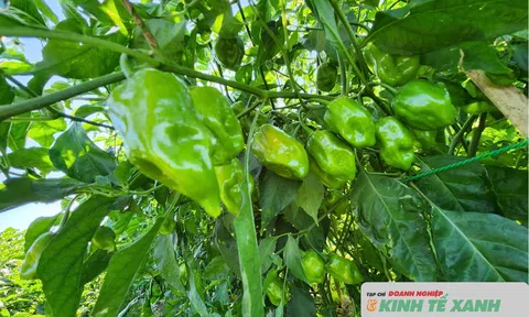 Ớt “siêu cay” Habanero mở hướng sản xuất mới tại xã Toàn Lưu