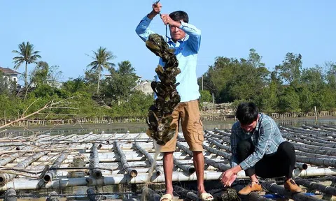 Nuôi hàu Đại Dương - hướng phát triển kinh tế hiệu quả tại phường Bắc Gianh