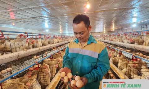 Chuyển từ nuôi gà thịt sang gà đẻ trứng, anh nông dân không lo đầu ra