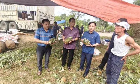 Nông dân xã Thượng Đức phấn khởi thu hoạch Dứa Cayen liên kết