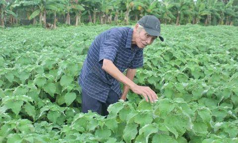 Nông dân thu nhập đều tay từ trồng lá gai