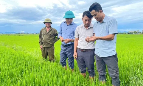 Hà Tĩnh: Chủ tịch UBND tỉnh ra Công điện yêu cầu tập trung phòng trừ dịch hại lúa vụ Hè Thu 2026
