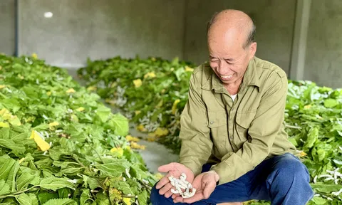 Biến vùng “đất khó” thành những ruộng dâu nuôi tằm xanh tốt