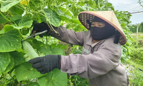 Vườn dưa chuột liên kết xanh mướt giữa mùa hè tại xã Mai Hoa