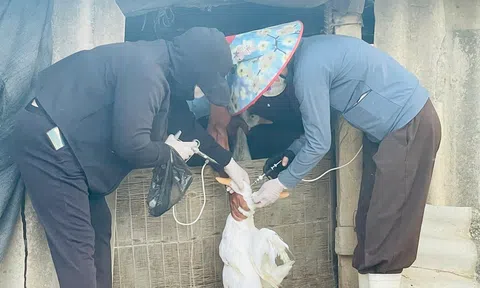 Hà Tĩnh: Khẩn trương triển khai đồng bộ các biện pháp phòng, chống dịch cúm H5N1