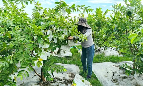 Biến vùng đất cằn thành vườn cây sai trĩu quả