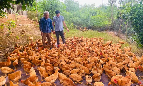 Triển vọng từ mô hình nuôi gà thả vườn đạt tiêu chuẩn VietGap tại xã Kim Hoa