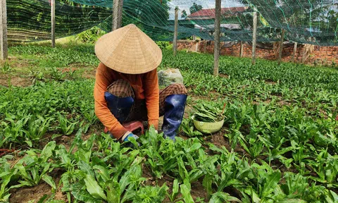 Trồng cây ngò gai, nông dân có thu nhập đều tay