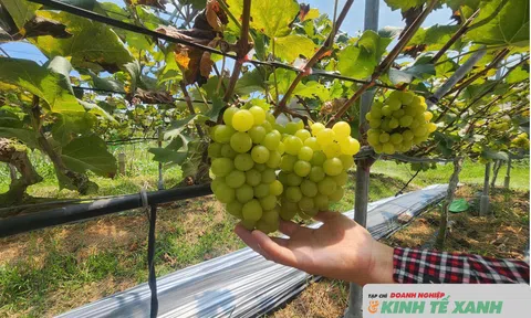 Bỏ phố về quê trồng nho mẫu đơn: Bước đi mạo hiểm và "quả ngọt" trên đất Mai Hoa