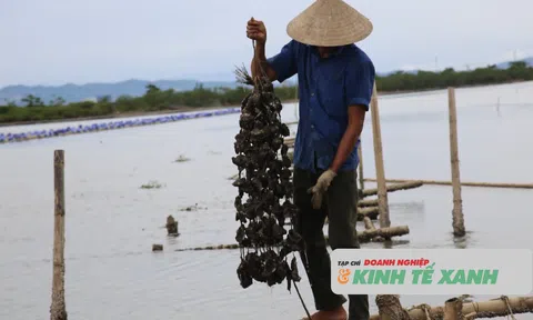 Nuôi hàu treo - mở hướng sinh kế bền vững cho người dân xã Thạch Khê