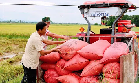 Nông dân Hà Tĩnh khẩn trương thu hoạch lúa Hè - Thu tránh mưa lũ